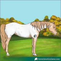 Horse Color:Gold Champagne Appaloosa 
