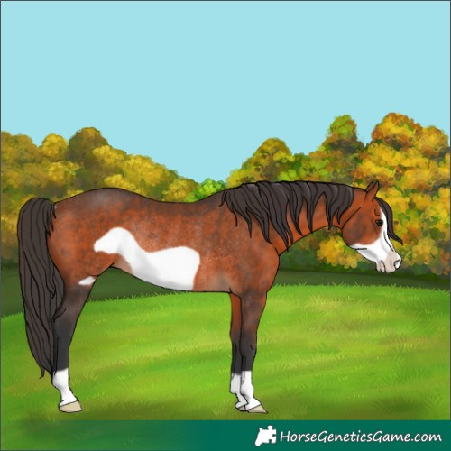 Horse Color:Bay Frame Rabicano 