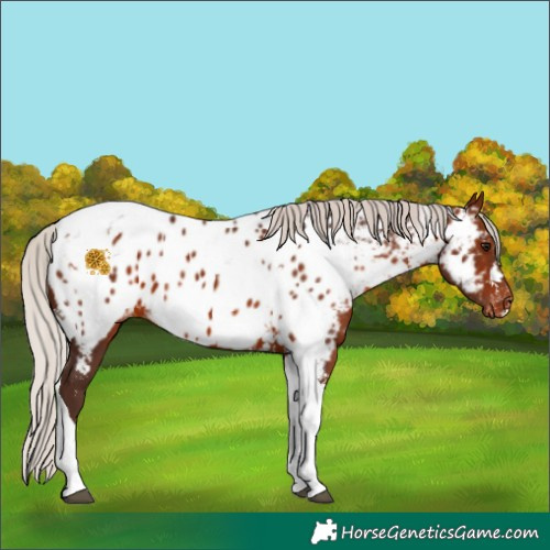 Horse Color:Silver Bay Tobiano Appaloosa 