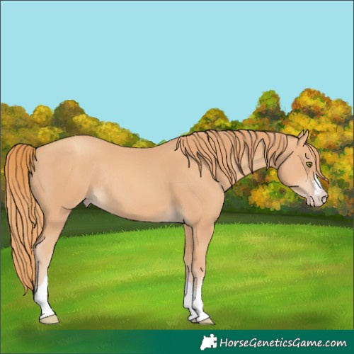Horse Color:Gold Champagne Rabicano