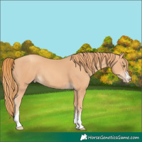 Horse Color:Gold Champagne Rabicano