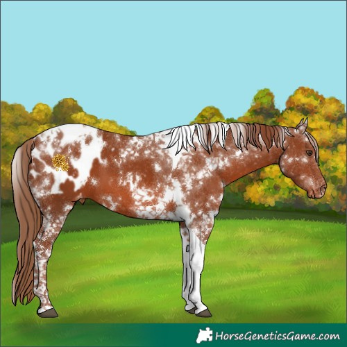 Horse Color:White Spotted Chestnut Tobiano Appaloosa 