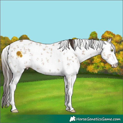 Horse Color:Classic Cream Champagne Sabino 