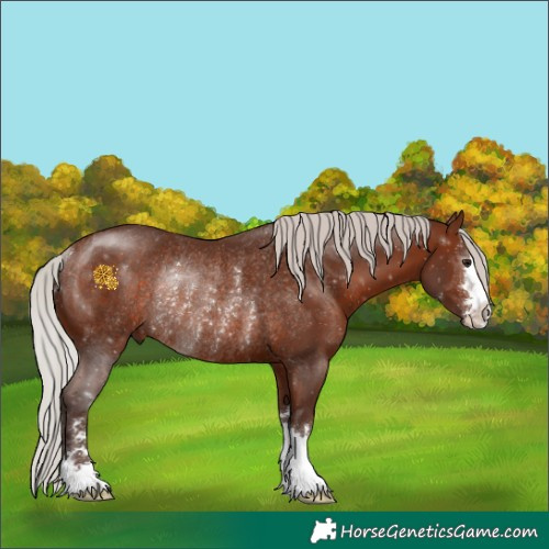 Horse Color:Silver Bay Rabicano 