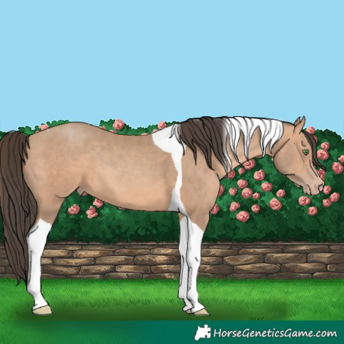 Horse Color:Amber Champagne Tobiano 
