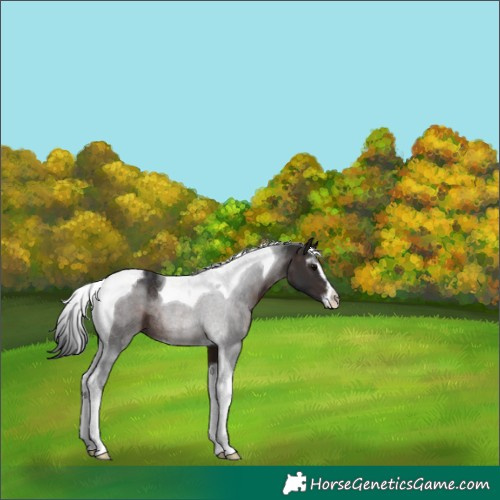 Horse Color:Brown Sabino Tobiano Rabicano 