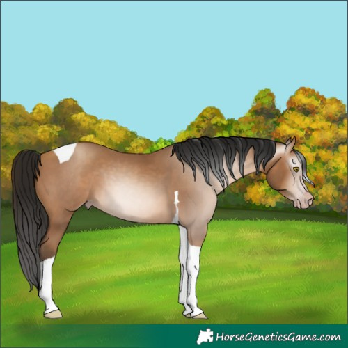 Horse Color:Gray Amber Champagne Tobiano