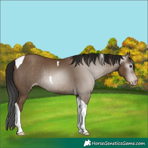 Horse Color:Gray Classic Champagne Tobiano Rabicano 