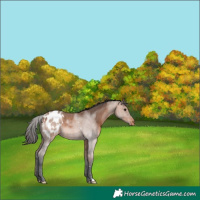 Horse Color:Bay Roan Appaloosa 