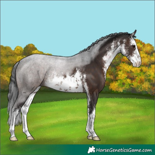 Horse Color:White Spotted Brown 