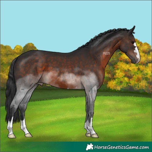 Horse Color:Brown 