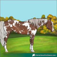 Horse Color:White Spotted Silver Black