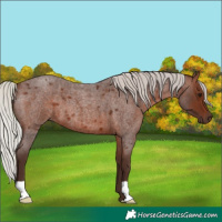 Horse Color:Silver Brown Roan 
