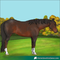 Horse Color:Liver Chestnut 