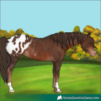 Horse Color:Liver Chestnut Blanket Rabicano 