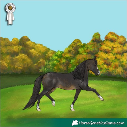 Horse Color:Buckskin 