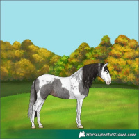 Horse Color:Liver Red Roan Splash Tobiano 