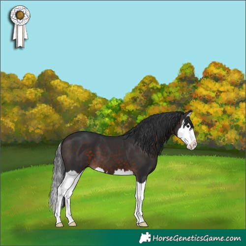 Horse Color:Brown Splash