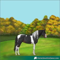 Horse Color:Liver Chestnut Tobiano 