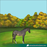 Horse Color:Buckskin Roan 
