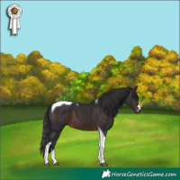 Horse Color:Brown Tobiano 
