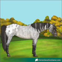 Horse Color:Buckskin Roan Blanket 