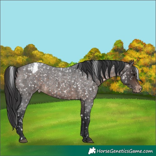 Horse Color:Brown Roan Appaloosa 
