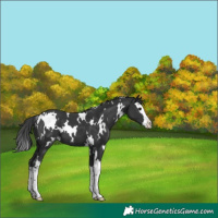 Horse Color:White Spotted Black Splash 