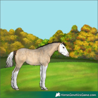 Horse Color:Buckskin Roan Dun Splash