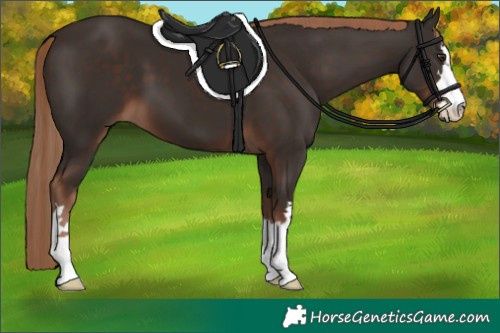 Horse Color:Liver Chestnut 