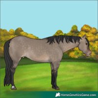 Horse Color:Brown Dun Appaloosa Rabicano 