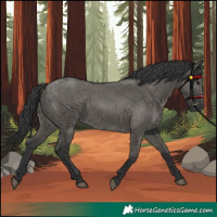 Horse Color:Grullo Rabicano 
