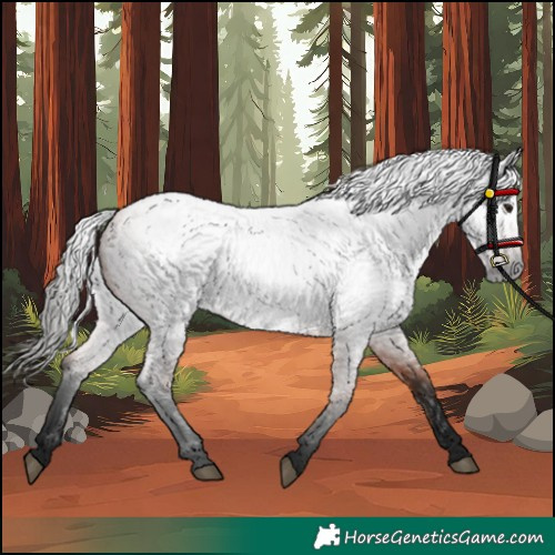 Horse Color:Gray Bay Roan