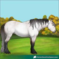 Horse Color:Gray Bay Roan 