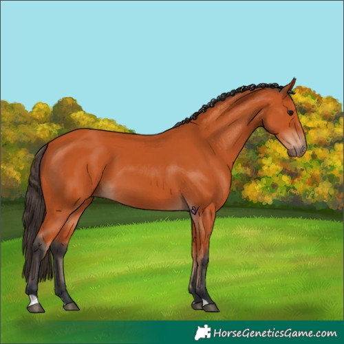 Horse Color:Bay 