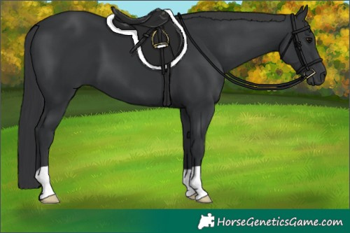 Horse Color:Black 