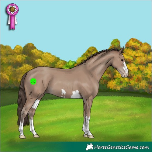 Horse Color:Classic Champagne 