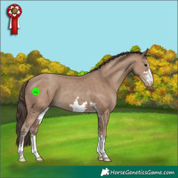 Horse Color:Classic Champagne 