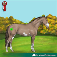 Horse Color:Classic Champagne