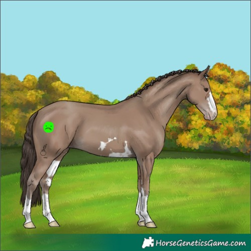 Horse Color:Classic Champagne 