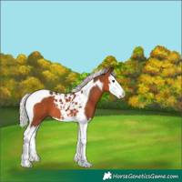 Horse Color:Silver Bay Splash Tobiano 