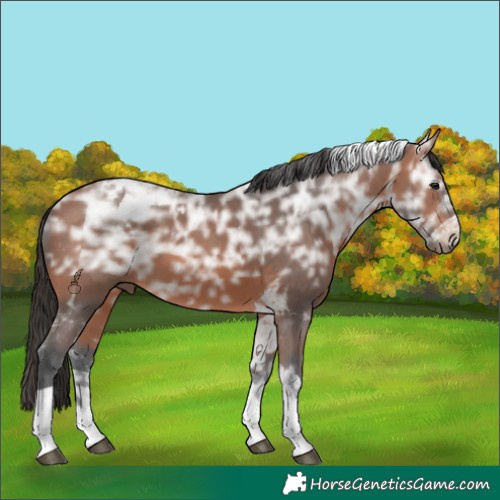 Horse Color:Bay Ice Tobiano 
