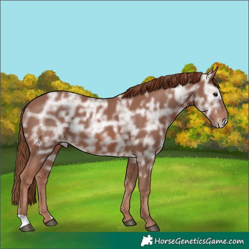 Horse Color:Chestnut Ice 