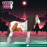 Horse Color:Bay Splash Tobiano