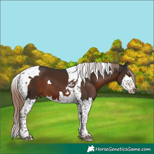 Horse Color:Liver Chestnut Splash Tobiano 