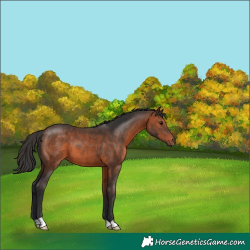 Horse Color:Brown 