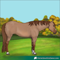 Horse Color:Red Dun