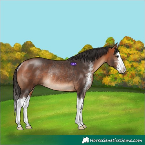 Horse Color:Bay Sabino Splash Rabicano 