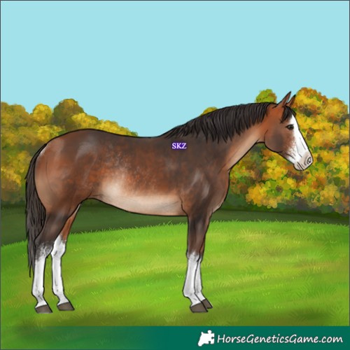 Horse Color:Bay Sabino Splash Rabicano 