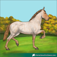 Horse Color:Red Roan 